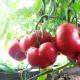 Самые урожайные сорта томатов для открытого грунта в сибири